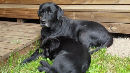 Minni-mamma & Bella (Y. Bella Donna) 24.6.2016