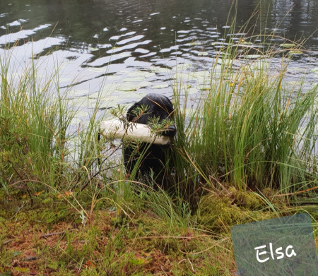 Yaborina Elsa, vesitreeniä 2021